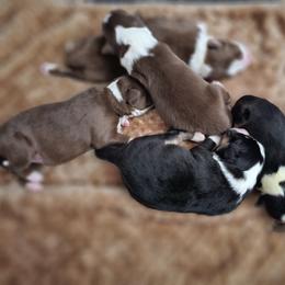 Australian Shepherd Puppies from Ashe's Aussies