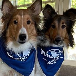 Shetland Sheepdog All Grown Up from Southern Shelties