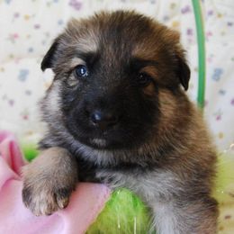 German Shepherd Puppies from Owl Grove German Dogs