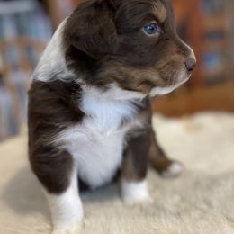 Orion: Boy 2 Red-Tri - Australian Shepherd puppy from Magpie Springs Australian Shepherds