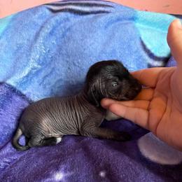 Deadpool - Black white and tan male Xoloitzcuintli puppy in Manitowoc, Wisconsin from Wonderland Kennel