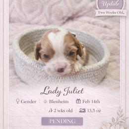 Lady Juilet - Blenheim female Cavalier King Charles Spaniel puppy in Mesa, Arizona from Comfort Royalty Cavaliers