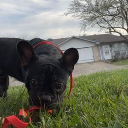 French Bulldog and Rottweiler Puppies from Von Darr Kennels