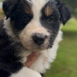 Liberty - Black tri-color female Australian Shepherd puppy in Morrow, Ohio from OakHaven Acres Aussies