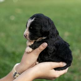 April Standard Bernedoodle - Tri-color female Bernedoodle puppy in Eureka, Illinois from Joley Aire Family Dogs