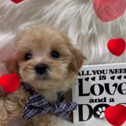 Makai - Apricot male Maltipoo puppy in Apple Valley, California from Boujeepups