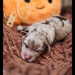 Madden - Price 2500 - Brown merle male Aussiedoodle puppy in Ennis, Texas from God’s Little Aussies