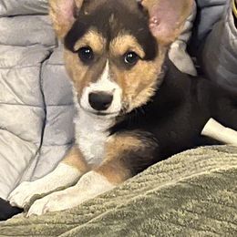 Pembroke Welsh Corgi Puppies from The Blessed Herd