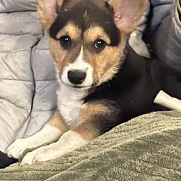 Pembroke Welsh Corgi Puppies from The Blessed Herd