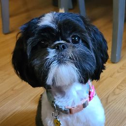 Mochi - Shih Tzu