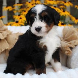 Luka - Tri-color male Bernedoodle puppy in Perrysville, Ohio from Pleasant Valley Bernedoodles
