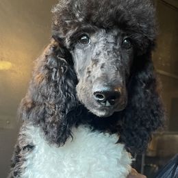 Poodle All Grown Up from Carla J Baroni