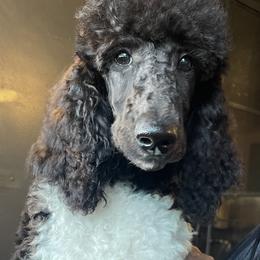 Poodle All Grown Up from Carla J Baroni