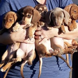Dachshund Puppies from Empire's Dachshunds
