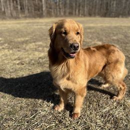 Truly - Golden Retriever