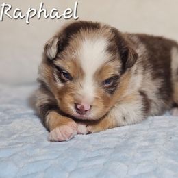 Raphael - Red tri-color male Australian Shepherd puppy in Owensboro, Kentucky from JnT's Bluegrass Mini Aussies