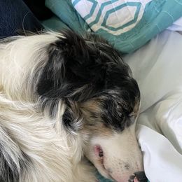 Rory - Australian Shepherd