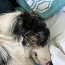 Rory - Australian Shepherd