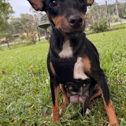 Honey - Rat Terrier