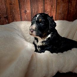 American Eskimo Dog and Bernedoodle Puppies from Shadow Kennels