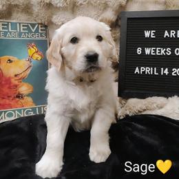 Yellow collar girl - Light golden female Golden Retriever puppy in Rochester, Washington from Grand Mound Goldens