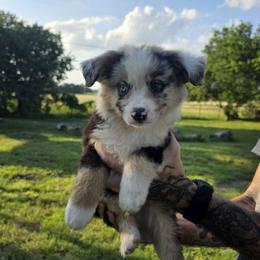 Sam - Blue merle male Miniature Australian Shepherd puppy in Copperas Cove, Texas from Hidden Leaf Aussies