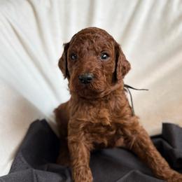 Romeo - Red  male Poodle puppy in Mount Vernon, Illinois from AMC Poodles