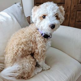 Roni - Assorted Doodle Crosses