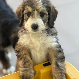 Penny - Brown and white female Bernedoodle puppy in Phelan, California from PuppyPaws4U