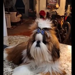 Chevy - Red and white male Shih Tzu puppy in Pleasant Hill, Missouri from Misty Dajavue Shih-Tzu