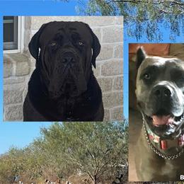 Cane Corso puppies from MTZCC Ranch, LLC