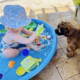 Soft Coated Wheaten Terrier puppies from Serenity Valley Wheatens