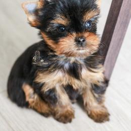 Yorkshire Terrier Puppies from Essence of Grace Yorkies