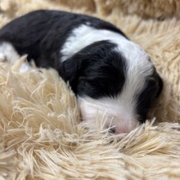 Landon - Black and white male Sheepadoodle puppy in Joelton, Tennessee from PC Pampered Parti's
