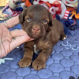 Royce - Phantom male Goldendoodle puppy in Lancaster, Kentucky from Dream Paws Puppies, LLC