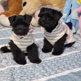 Miniature Schnauzer Puppies from C&E'S Schnauzers