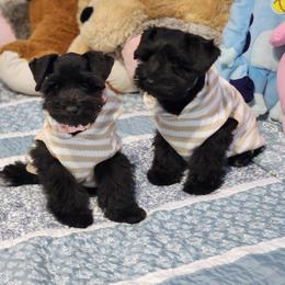 Miniature Schnauzer Puppies from C&E'S Schnauzers
