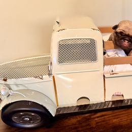 Sugarplum Belle - Fawn female Pug puppy in Smiths Station, Alabama from Magnolia Pugs