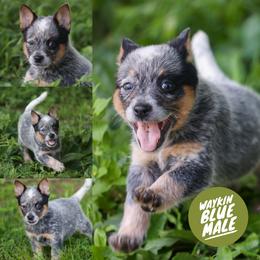 Waykin (Be a Goldfish) - Blue speckled male Australian Cattle Dog puppy in Gatlinburg, Tennessee from Greenbrier