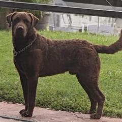 Chesapeake Bay Retriever All Grown Up from Elizabeth Robinson's Chesapeake Bay Retrievers
