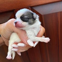 Soren - Black and tan parti male Pomeranian puppy in Paducah, Kentucky from Perennial Poms Pomeranian Breeder