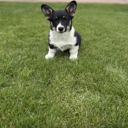 Pembroke Welsh Corgi Puppies from Maria's Pembroke Welsh Corgis