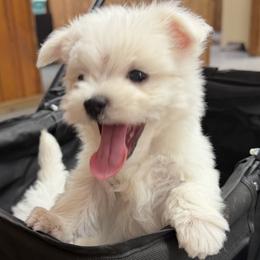 Maltese Puppies from Ayres to Heirs Puppy Co.