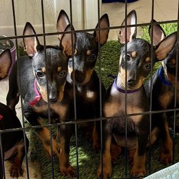 Manchester Terrier puppies from Mystic Manchesters
