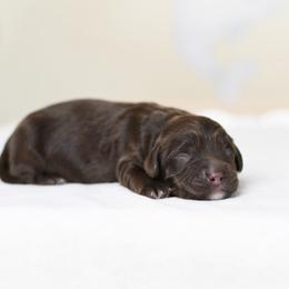 Biscotti - Tri-color male Australian Labradoodle puppy in Port Orchard, Washington from Snooze and Sniff Labradoodles