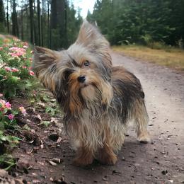 Wednesday - Yorkshire Terrier