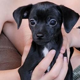 Coated black male - Black male Xoloitzcuintli puppy in Gladstone, Virginia from Rustic Charms Miniature Huskys