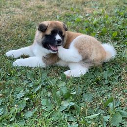 Akita Puppies from Excel Shu-Ku Akitas
