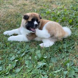Akita Puppies from Excel Shu-Ku Akitas