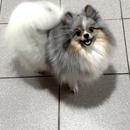 Ariel - Pomeranian